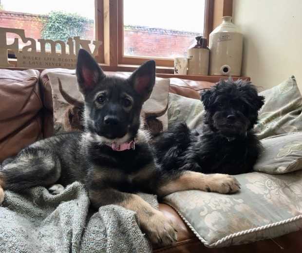 Customers Dog - Helen - Meda and Monty